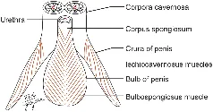 Fig 1. Dibujo lineal rotulado de la raíz del pene y el periné masculino en visión inferior